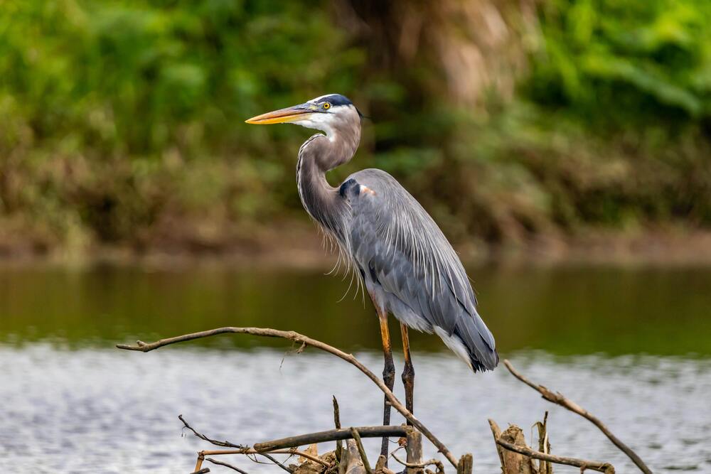 O Pantanal, com as sua exuberante natureza, traz muitas opções de aventuras ao ar livre