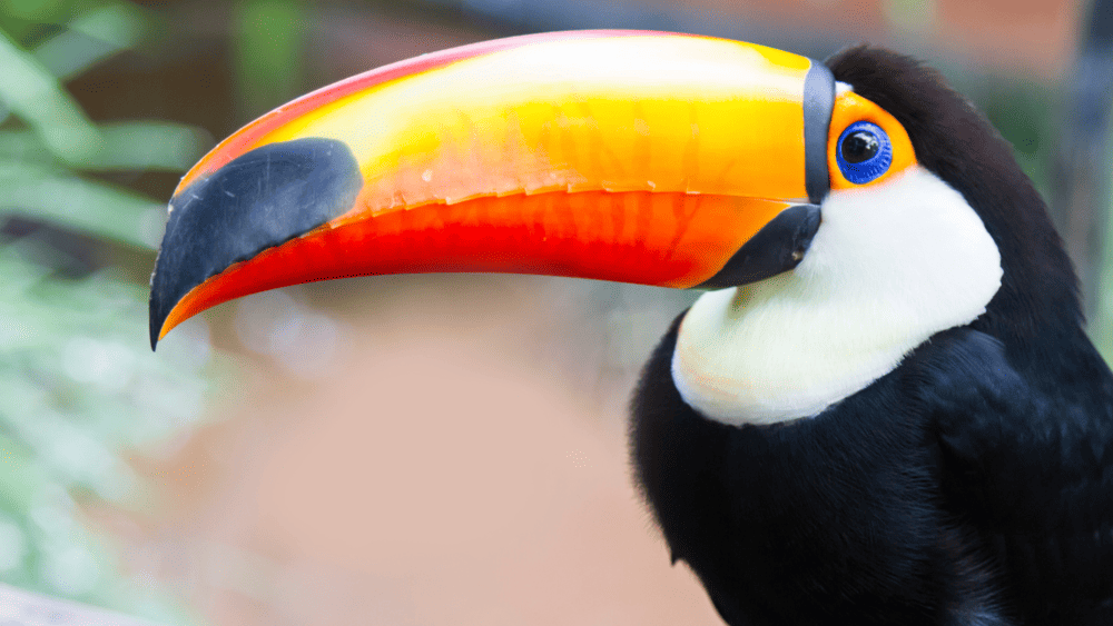 Parque das Aves,  fica próximo ao Parque Nacional do Iguaçu. É o maior parque de aves da América Latina e abriga mais de 1400 aves de 150 espécies. O passeio é uma ótima oportunidade para conhecer espécies ameaçadas e se encantar com a diversidade da fauna brasileira.