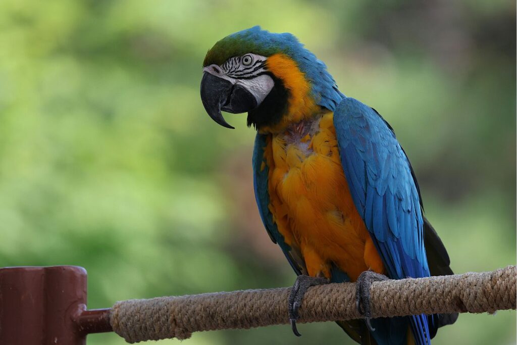 A Amazônia oferece algo raro: ela te faz desacelerar. Te faz respirar com mais consciência. Te faz perceber detalhes que no dia a dia passam despercebidos. O som das folhas, o barulho da água, o canto dos pássaros, a temperatura que muda ao entardecer. Tudo é vivo, real e presente. 
